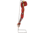 Nervi umani di With Main Vessels del modello di anatomia del PVC del braccio