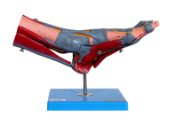 Modello umano With Vessels Nerves di anatomia dei muscoli del piede