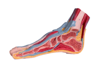 Modello sagittale mediano With Muscle Vessels di anatomia del piede del PVC della sezione