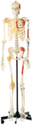 Promozione Scheletro umano con muscoli dipinti su un lato Modello di anatomia umana
