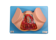Modello anatomico For Medical Training del perineo maschio di 12 posizioni