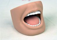Modello adulto della bocca del manichino dentario di professione d'infermiera con l'iso completo 9001-2000 dei denti