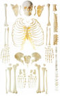 Modello di scheletro umano sparso di anatomia dell'osso per la dimostrazione dell'osso