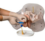 Simulatore uretrale maschio di cateterizzazione del PVC di iso