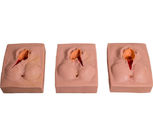 Simulatore di suturazione di nascita del bambino della vulva del PVC per addestramento della scuola