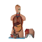 20 parti del torso di modello anatomico umano With Head Open del PVC