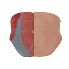 Modello umano With Inner Structures di anatomia del torso asessuale di colore della pelle