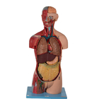 20 parti di modello anatomico With Inner Organs del torso asessuale