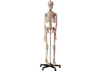 Scheletro umano anatomico degli istituti universitari con i muscoli ed i legamenti