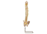 Modello With Pelvic della colonna vertebrale di anatomia del PVC di istruzione medica