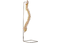 supporto di scheletro vertebrale di With Stainless Steel del modello di 70cm