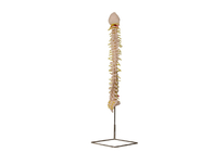 supporto di scheletro vertebrale di With Stainless Steel del modello di 70cm