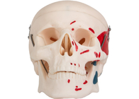 Il modello di coloritura adulto del muscolo del cranio Which può essere separato in 3 parti