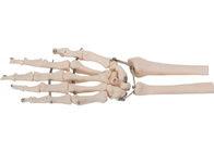 Modello umano materiale 3D dell'osso di mano del PVC per istruzione medica