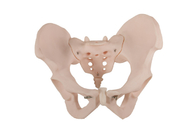 Materiale anatomico umano del PVC di With del modello del bacino femminile di iso 14001