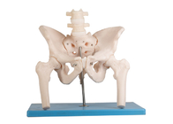 Modello umano femorale With Stand di anatomia del tratto lombare della colonna vertebrale