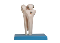 PVC umano di Skin Color del modello di anatomia dell'osso del giunto dell'OEM