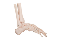 PVC umano di Skin Color del modello di anatomia dell'osso del giunto dell'OEM