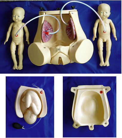 Simulatore di parto naturale con la placenta del feto per la dimostrazione di abilità di ostetricia