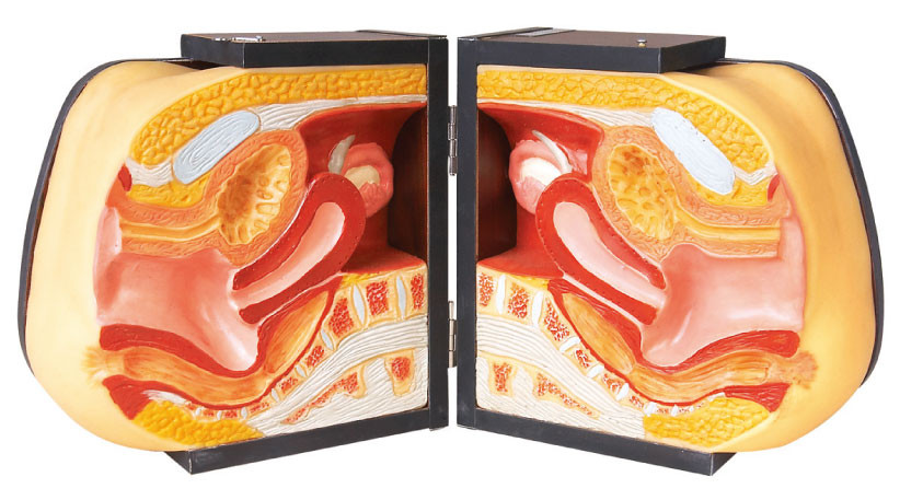 Modello medico superiore di pratica di IUD dei manichini di simulazione dei genitali femminili della sezione