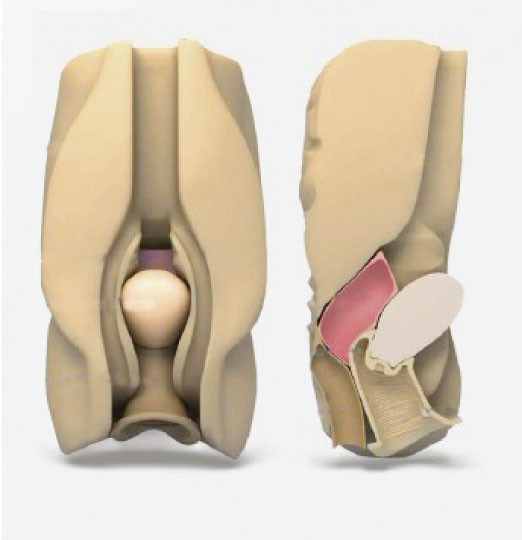 Simulatore laparoscopico di culdocentesis vaginale addominale femminile degli organi viscerali