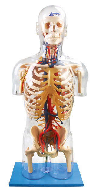 Bambola neurale di oranghi del modello umano visibile interno di anatomia e vascolare principale di istruzione