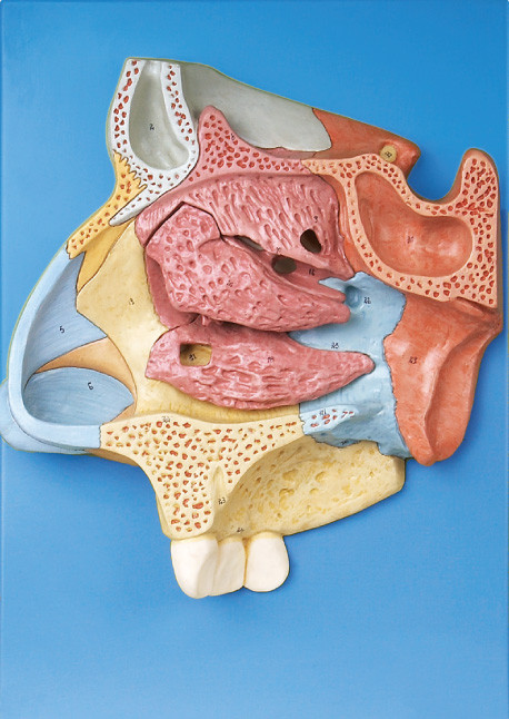 Il modello umano dell'anatomia di qualità approvato CE ha ingrandetto la cavità nasale con stander