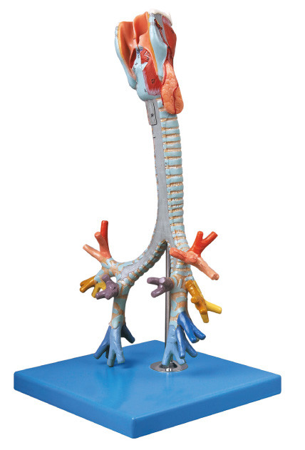 Il CE ha approvato la trachea umana del modello dell'anatomia di qualità, bambola bronchiale di addestramento