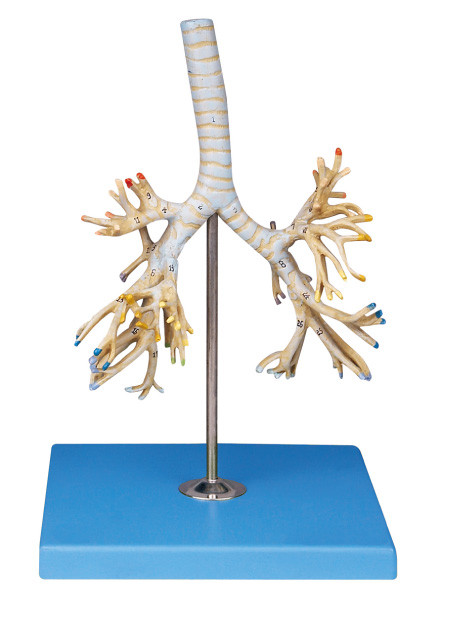 Le posizioni bronchiali dell'albero 50 del PVC del modello umano avanzato dell'anatomia dispalyed per addestramento di Colleage