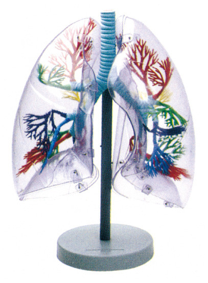 Polmone trasparente del modello umano materiale ambientale di anatomia per istruzione scolastica