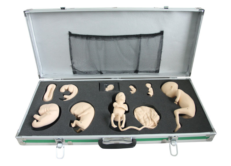 Scatola portatile con il modello fetale per l'osservazione e lo studio su sviluppo embrionale