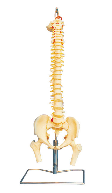 Colonna vertebrale avanzata del PVC con il modello umano di anatomia del bacino per istruzione dell'università