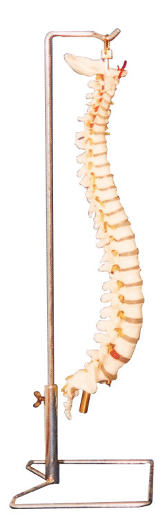Colonna vertebrale con lo strumento umano di istruzione del modello di anatomia del supporto dell'acciaio inossidabile