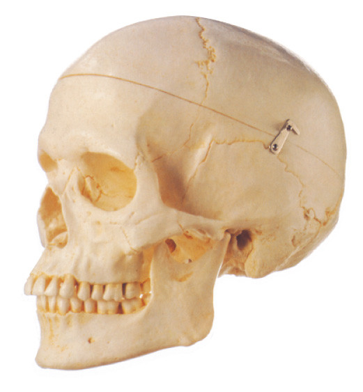 Il modello umano 3 dell'anatomia del cranio adulto di Removeable parte l'istruzione scolastica