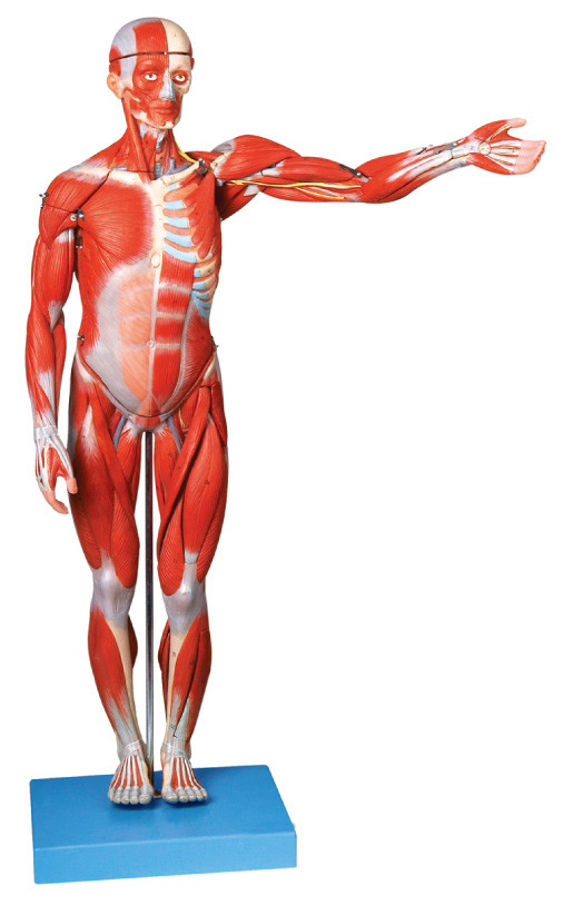 Muscoli del modello umano maschio di anatomia ligments di manifestazioni di 18 parti