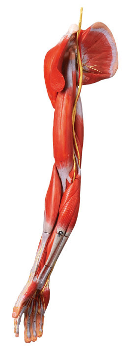 I muscoli dell'anatomia umana del braccio modellano con le navi ed i nervi principali