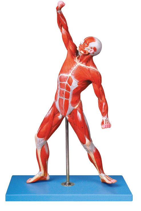 I muscoli delle posizioni maschii del modello 69 dell'anatomia visualizzano il modello traing
