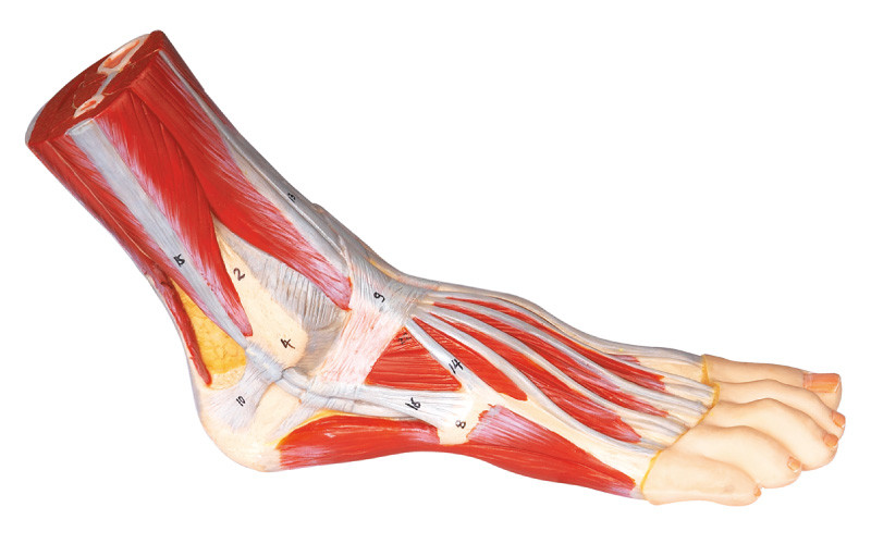 Colore dipinto a mano di modello umano di anatomia del piede per istruzione medica