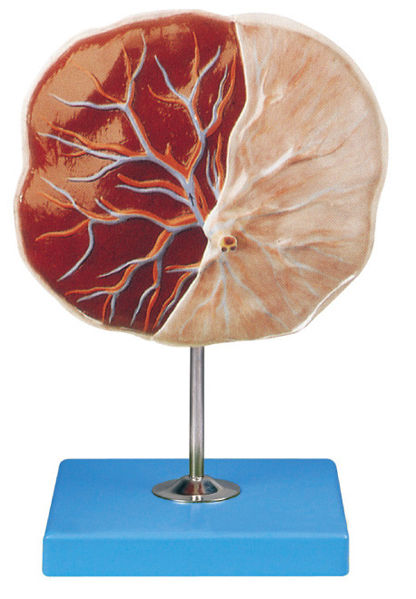 Modello umano per placenta, dimostrazione di anatomia del modello neonato della placenta del cordone ombelicale