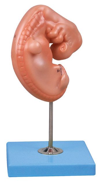 il modello umano dell'anatomia del vecchio embrione da 4 settimane ha montato su un supporto