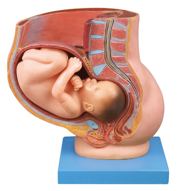 Bacino con l'utero nel modello umano di anatomia di nona gravidanza di mese per istruzione medica