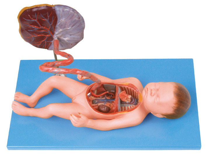 Modello umano di anatomia dell'apparato circolatorio fetale per addestramento della scuola infermieri