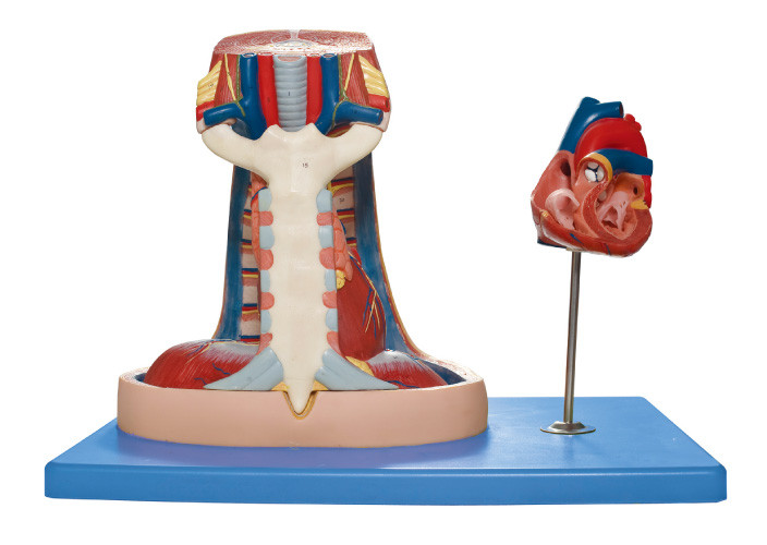 Modello umano di modello di anatomia del mediastino (sterno, timo, mediastino) per istruzione medica