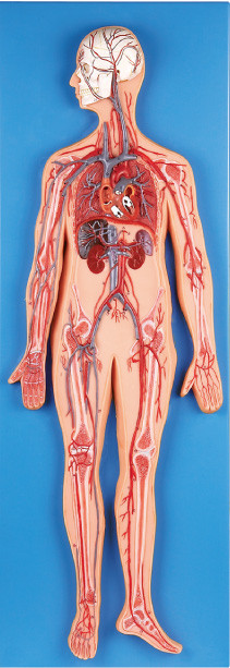 Il modello dell'anatomia dell'apparato circolatorio presenta le arterie principali e venato