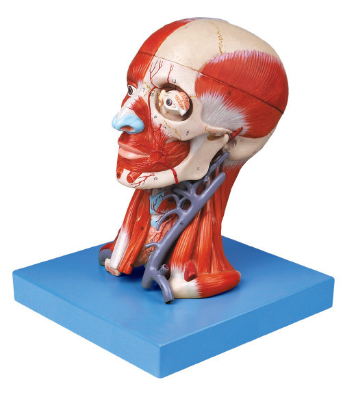 Modello del cervello con il muscolo del patè ed i vasi sanguigni per la formazione degli istituti universitari medici