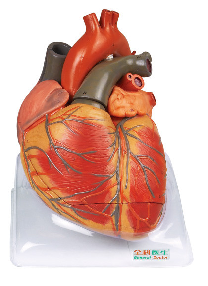 Modello umano di anatomia del grande modello adulto del cuore per addestramento di cura di shool