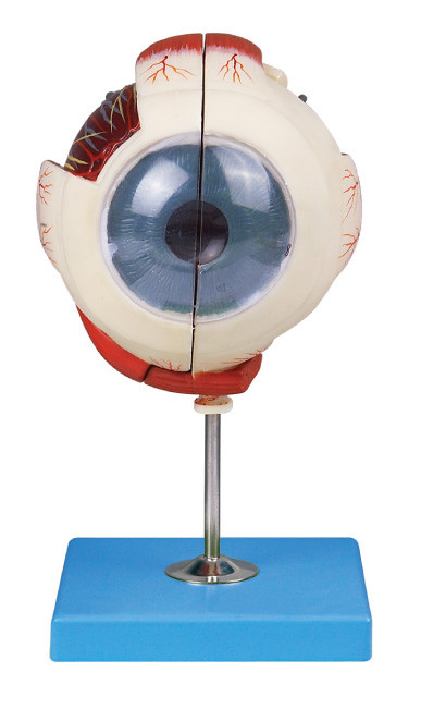 Due parti del bulbo oculare di anatomia dell'occhio del modello di dimostrazione di struttura dell'occhio