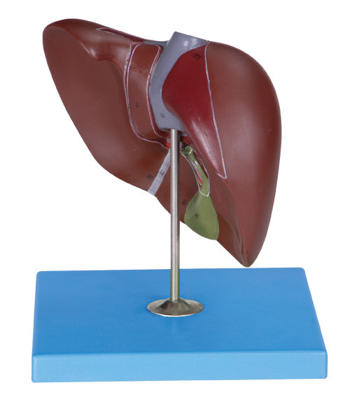 Lobi, peritoneo, cistifellea e navi del modello del fegato per l'apprendimento delle scuole