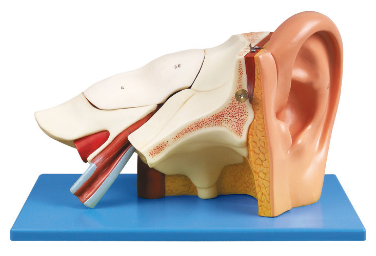 Modello umano di anatomia dell'orecchio di tre volte con le parità smontabili per addestramento di shool