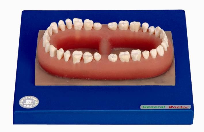 Modello umano avanzato dei denti del PVC di un adulto fatto per addestramento anatomico